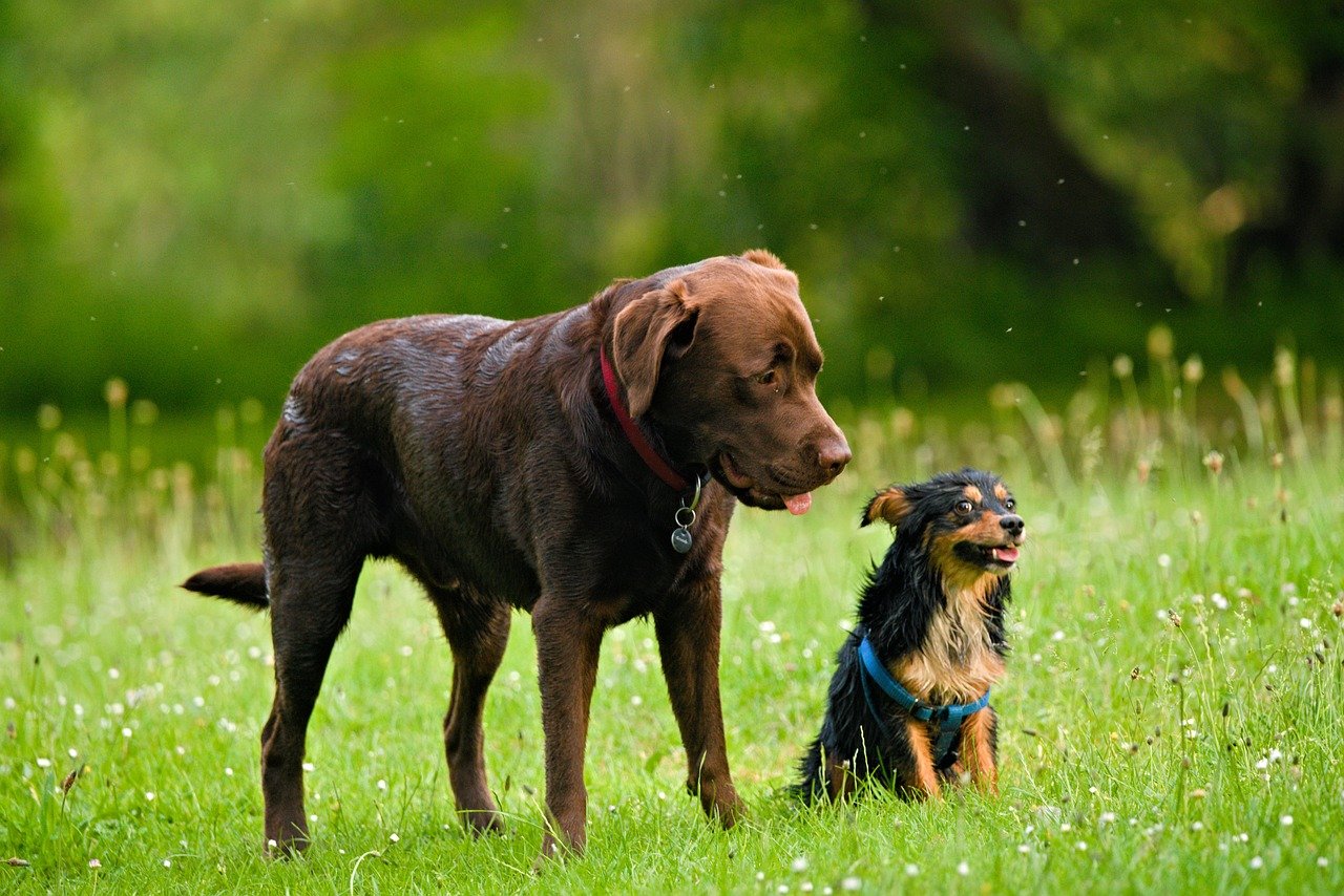 Przysmak dla psa Pedigree Dentastix Przysmaki dla psa i kota