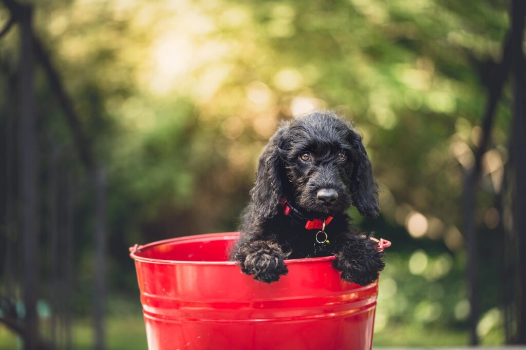 Purina przysmaki dla psa Przysmaki dla psa z niewydolnością nerek