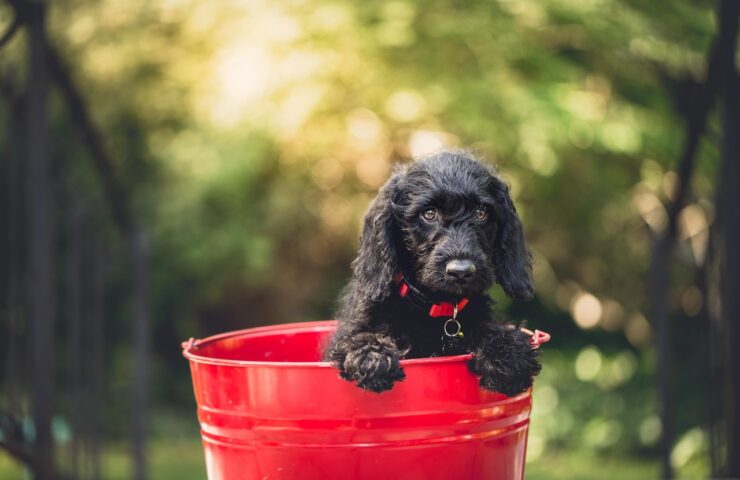 Purina przysmaki dla psa Przysmaki dla psa z niewydolnością nerek