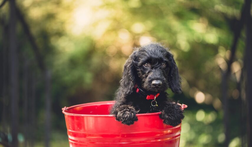 Purina przysmaki dla psa Przysmaki dla psa z niewydolnością nerek
