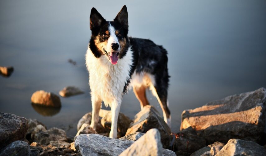 Purina Dentalife przysmak dla psa Adbi przysmaki dla psa